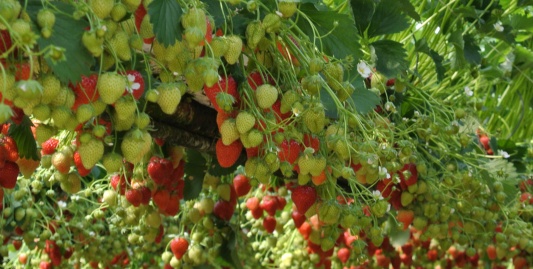 🍓 Aardbeienautomaat in Huissen 🍓